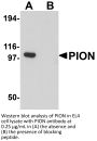 PION Antibody