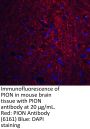 PION Antibody