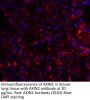 AXIN2 Antibody