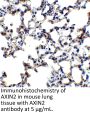 AXIN2 Antibody