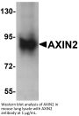 AXIN2 Antibody