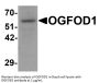 OGFOD1 Antibody