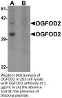 OGFOD2 Antibody