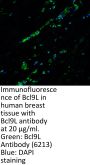 Bcl9L Antibody