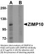 ZIMP10 Antibody