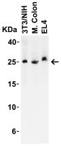 LIF Antibody