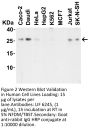 LIF Antibody