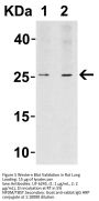 LIF Antibody