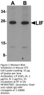 LIF Antibody