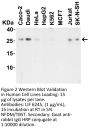 LIF Antibody