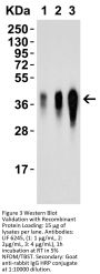 LIF Antibody