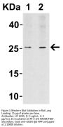 LIF Antibody