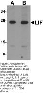 LIF Antibody