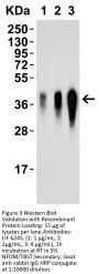 LIF Antibody