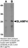 SLAMF4 Antibody