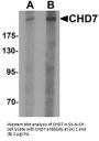 CHD7 Antibody