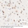CHD7 Antibody