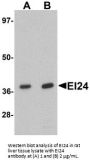 EI24 Antibody