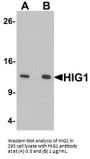 HIG1 Antibody