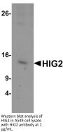 HIG2 Antibody