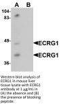 ECRG1 Antibody