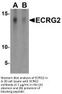 ECRG2 Antibody