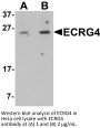 ECRG4 Antibody