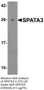 SPATA3 Antibody