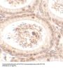 SPATA3 Antibody
