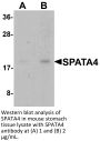 SPATA4 Antibody