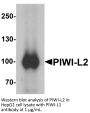 PIWI-L2 Antibody
