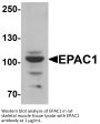 EPAC1 Antibody