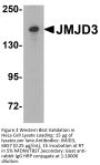 JMJD3 Antibody