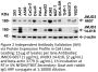 JMJD3 Antibody