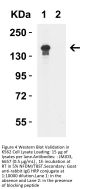 JMJD3 Antibody