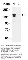 JMJD3 Antibody