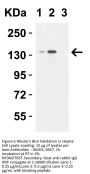 JMJD3 Antibody