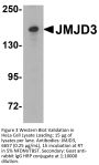 JMJD3 Antibody