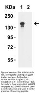 JMJD3 Antibody
