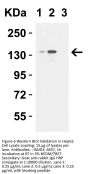 JMJD3 Antibody