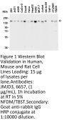 JMJD3 Antibody