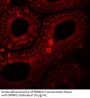 SPINK2 Antibody