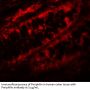 Periphilin Antibody