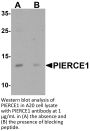 PIERCE1 Antibody