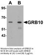 GRB10 Antibody