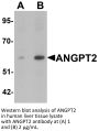 ANGPT2 Antibody