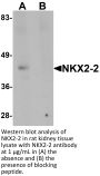 NKX2-2 Antibody