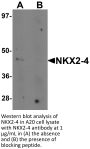 NKX2-4 Antibody