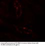 SCUBE3 Antibody