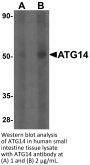 ATG14 Antibody